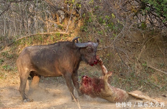 活塞惨败雄狮，遭遇三连败